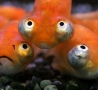 Funny Pictures - Stupid Fish Face