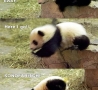 Funny Animals - Stupid Panda