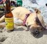 Funny Animals - Sun Bathing Dog