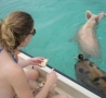 Cool Pictures - Swimming Pigs