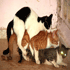 Funny Animals - Wild Cat Threesome