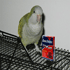 Parody - Avian Bird Flu Cure