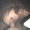 WTF Links - Giant Fan Spider