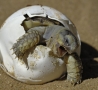 Funny Animals - Turtle Hatching
