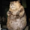 Weird Funny Pictures - Compu Beaver