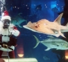 Christmas Pictures - Underwater Santa