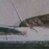 WTF Links - Zombie Cockroach Antidote