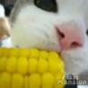 Funny Links - Corn Nibbling Kitten