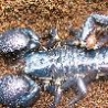 Funny Animals - Scary Scorpion