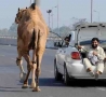 Funny Links - Walking the Camel