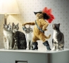 Funny Animals - Weird Cat