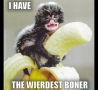 Funny Pictures - Weirdest Boner