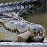 Funny Animals - Crocodile Eats Hand
