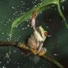 Funny Animals - Beautiful Frog Picture