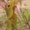 Cool Links - Slug Vs Flower