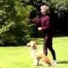 Cool Links - Dog Training Golden Retriever