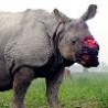 Funny Animals - Wounded Rhino