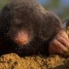 Funny Animals - Close Up Mole