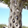 Weird Funny Pictures - Strange Trees