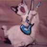 Funny Links - Guitar Kitty