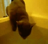 Funny Animals -  Cat Falling in Water