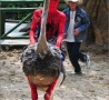 Funny Pictures -  Spiderman Riding an Ostrich
