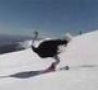 Funny Links - Skiing Ostrich 