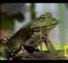 Funny Animals - Bullfrogs Eat Everything