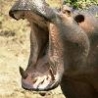 Funny Animals - Hippopotamus