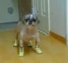 Funny Links - Dog's New Shoes 