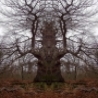 Cool Pictures - Gallery of Monster Trees