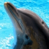 Funny Animals - Friendly Dolphins
