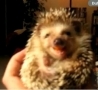 Funny Links - Hedgehog Has a Snack 