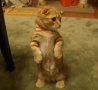 Funny Links - Super Cute Standing Ginger Cat.