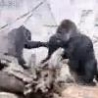 Cool Links - Gorilla Fight