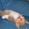 Funny Links - Funny Snoozing Dog