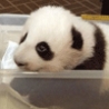 Funny Animals - Panda Nursery