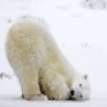 Funny Animals - More Polar Bears