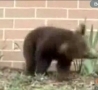 Funny Links - The Sneezing Baby Bear 