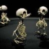 Cool Pictures - Cartoon Character Skeletons