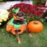 Halloween - False Pumpkin