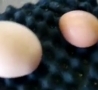 Cool Links - Egg Inside an Egg! 