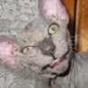 Funny Links - A Very Creepy Looking Cat