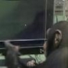 WTF Links - Monkeys Own Humans
