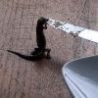 Funny Animals - Lizard Licking Knife
