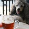 Funny Animals - Dog Likes Beer