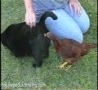 Funny Links - Chicken Cleans Cats Butt