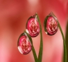 Cool Pictures - Carnation Dew Drops