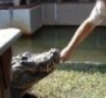 WTF Links - Gator Bites Mans Hand Off!!!  