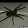 Cool Links - Giant Garage Spider